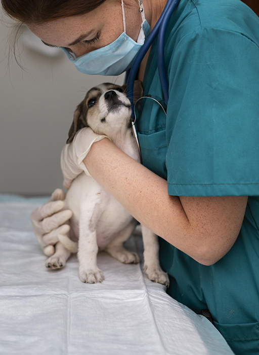 Clínica Veterinaria Ansoain Dogos Pamplona